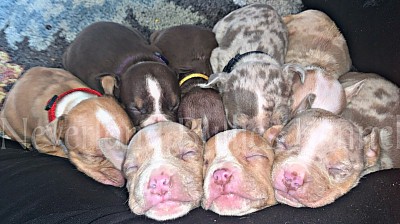 NLBK New Litter Born 4/2/2022