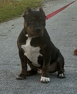 Male Black Trindle Tri - $1800 ABKC