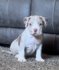 Male chocolate Merle